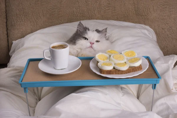 Puszysty kot dostał śniadanie w łóżku — Zdjęcie stockowe