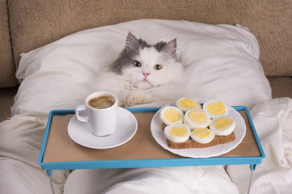 Fotos de Bom dia gato, Imagens de Bom dia gato sem royalties | Depositphotos Fotos de Bom dia gato, Imagens de Bom dia gato sem royalties | Depositphotos