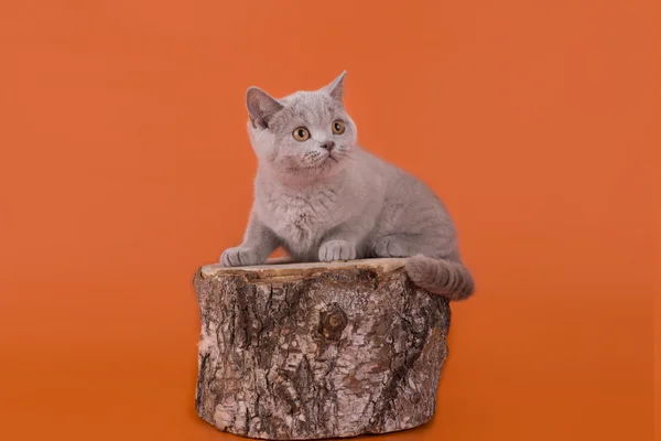 Lila koťátka na oranžovém pozadí izolované — Stock fotografie