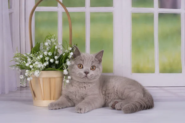 Chatons lilas jouant près de la fenêtre dans une maison de campagne — Photo