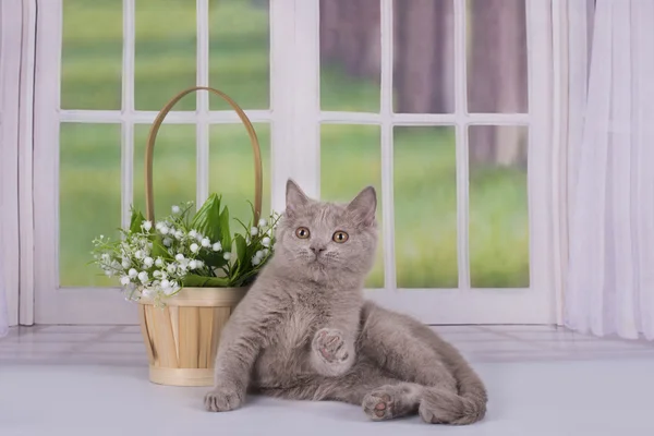 Lilac kittens playing near the window in a country house — Stock Photo, Image