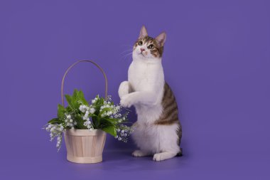 Kuril Bobtail ve bahar çiçekleri mor arka plan üzerinde izole