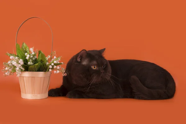 Grote chocolade Britse kat op een oranje achtergrond geïsoleerd — Stockfoto