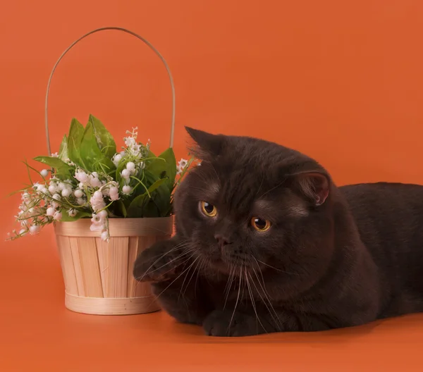 Gran gato británico de chocolate sobre un fondo naranja aislado —  Fotos de Stock