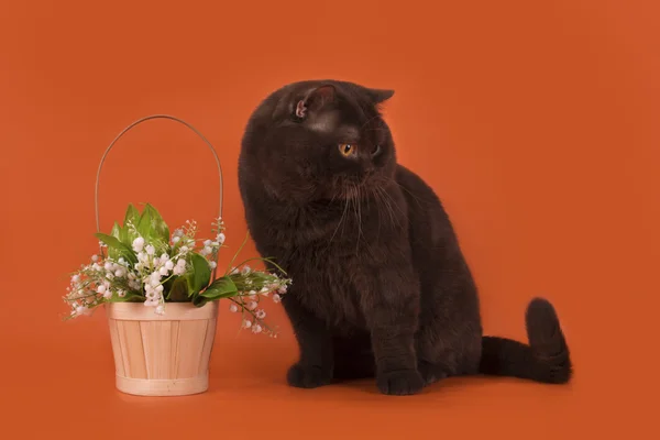 Большой шоколадный британский кот на оранжевом фоне изолированы — стоковое фото
