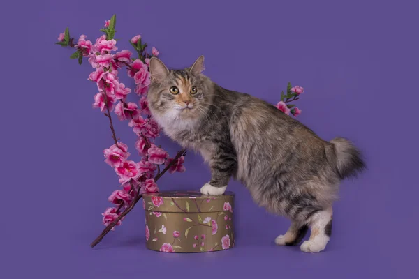 Курильский бобтейл и весенние цветы выделены на фиолетовом фоне — стоковое фото