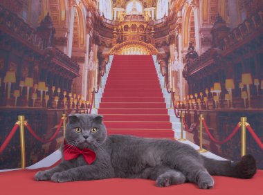 Kırmızı halı üzerinde önemli İskoç Fold kedi