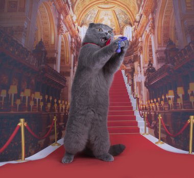 Kırmızı halı üzerinde önemli İskoç Fold kedi