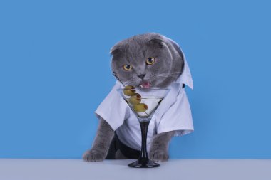 Mavi kedi İskoç Fold bir kokteyl içiyor