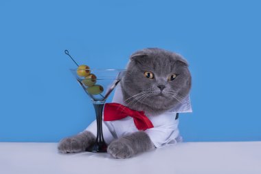 Mavi kedi İskoç Fold bir kokteyl içiyor