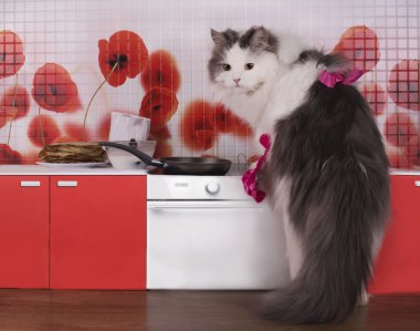 kedi ev kadını krep küçük bir mutfak hazırlanıyor