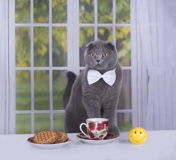 Scottish Fold cat business breakfast in a country house