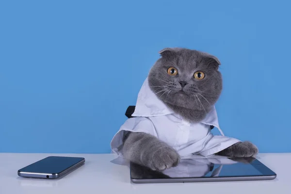 Blue Scottish Fold cat dengan tablet dan telepon — Stok Foto