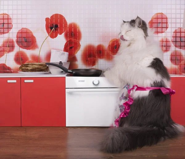 Kot gospodyni przygotowuje naleśniki w małej kuchni — Zdjęcie stockowe