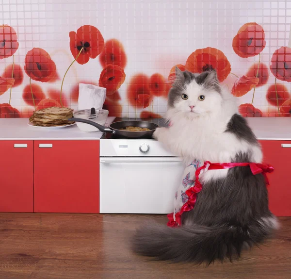 Cat housewife preparing pancakes in a small kitchen — Stock Photo, Image