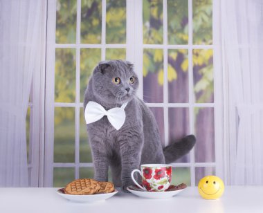 Scottish Fold cat business breakfast in a country house clipart