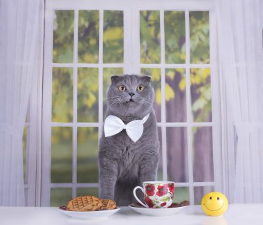 İskoç Fold kedi iş odaya kır evi