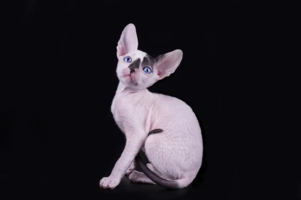 Cornish rex på svart isolerade bakgrund — Stockfoto