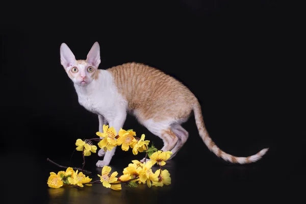 Cornish rex på svart isolerade bakgrund — Stockfoto