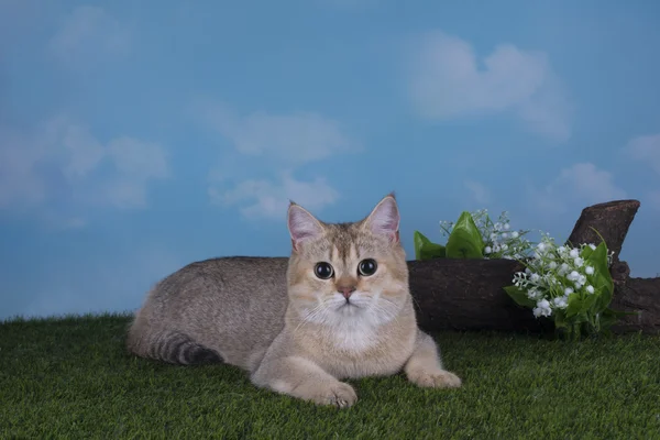 Золотой британский кот играет на лужайке — стоковое фото