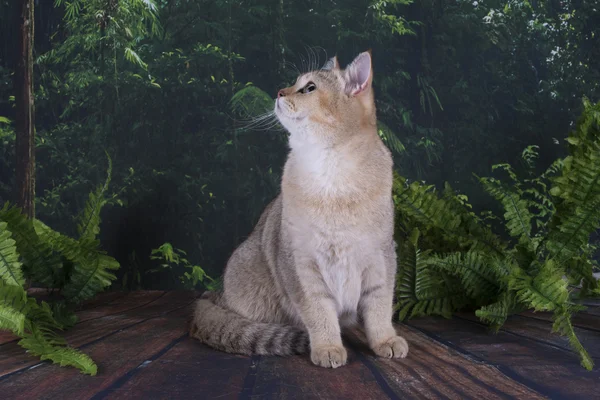 Gato britânico na floresta selvagem — Fotografia de Stock