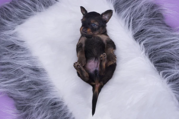 Pequeno cachorro russo brinquedo terrier isolado em um backgroun colorido — Fotografia de Stock