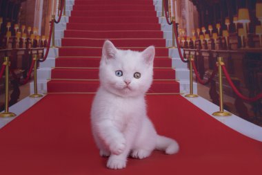Kırmızı halı üzerinde İngiliz yavru kedi