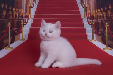 Kırmızı halı üzerinde İngiliz yavru kedi