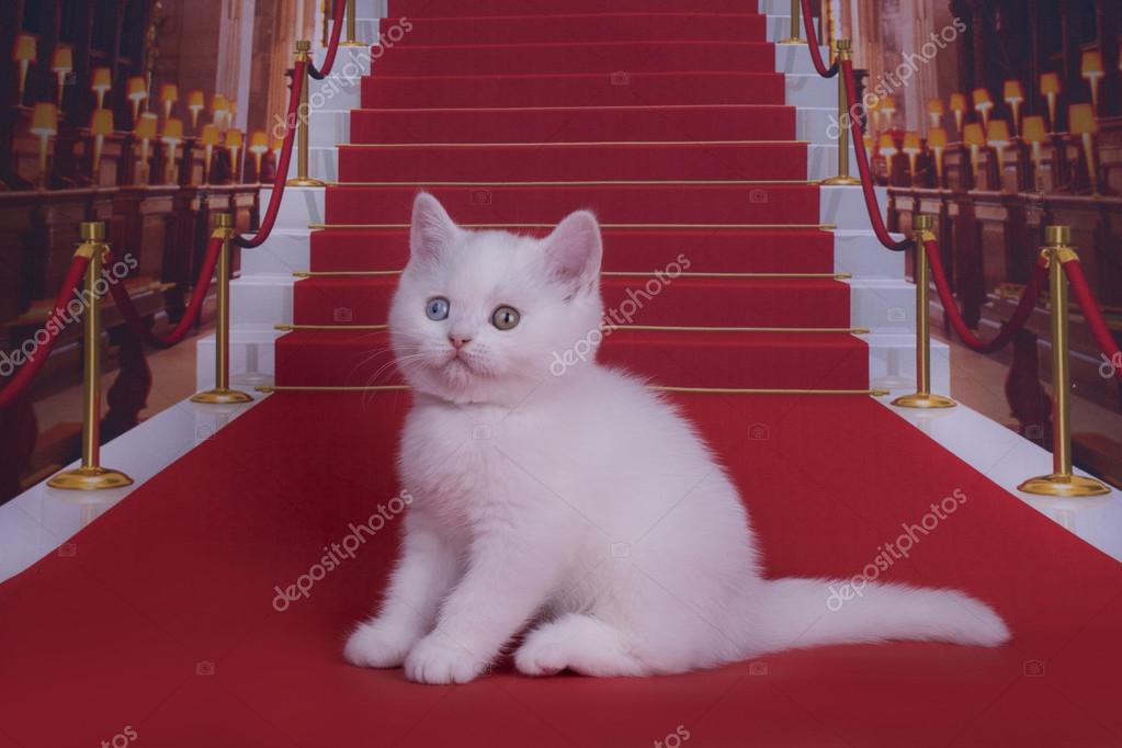 Kırmızı halı üzerinde İngiliz yavru kedi Stok fotoğrafçılık ©kuban