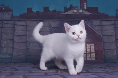 Bir yaz gecesi çatısında oynarken İngiliz yavru kedi