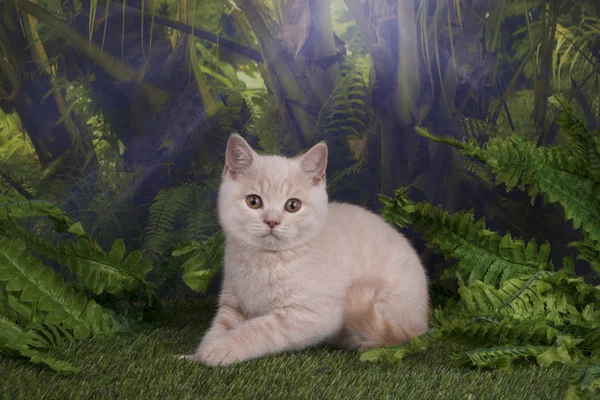 Gatinho britânico brincando na selva — Fotografia de Stock