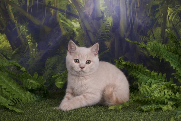 Британський кошеня гри на джунглі — стокове фото