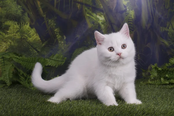 British kitten playing on the jungle — Stock Photo, Image