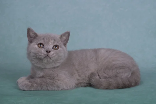 Britisches Kätzchen isoliert auf farbigem Hintergrund — Stockfoto