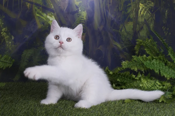 Gatinho britânico brincando na selva — Fotografia de Stock