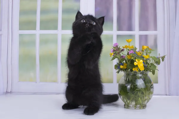 Scottish kitten playing against the window — Stock Photo, Image