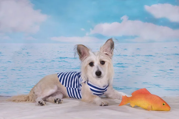 Chinese Crested caught a goldfish — Stock Photo, Image