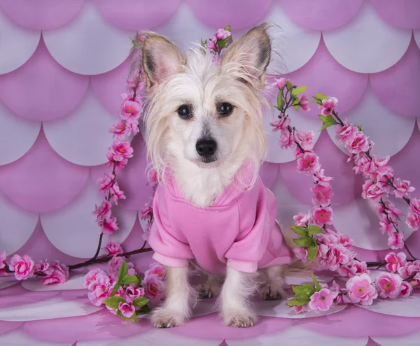 Chinese Crested on pink and white background — Stock Photo, Image