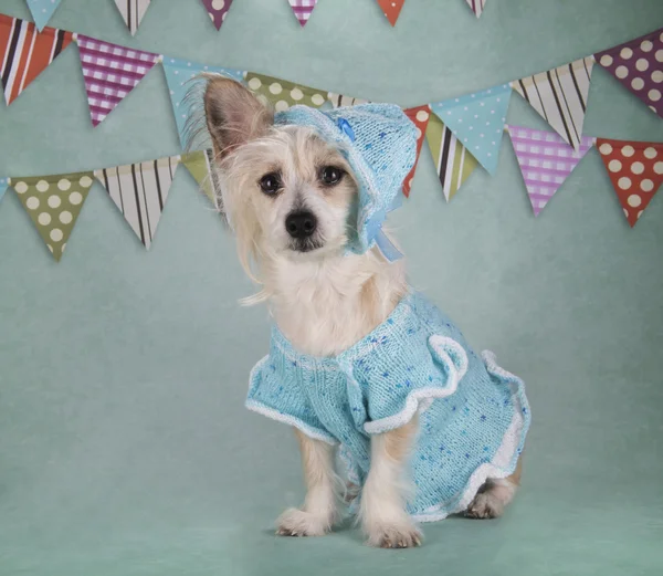 Chinese Crested in een zachte blauwe pak — Stockfoto