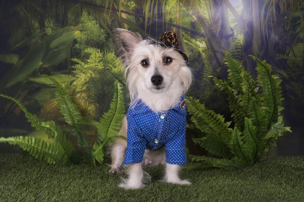 Chinese Crested travels in the summer rainforest — Stock Photo, Image