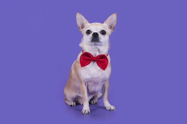 Cagnolino con fiocco rosso su sfondo viola — Foto Stock