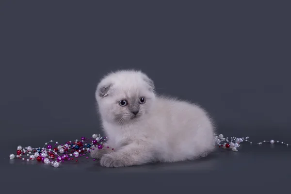 Kleine Scottish Fold kitten op een gekleurde achtergrond — Stockfoto