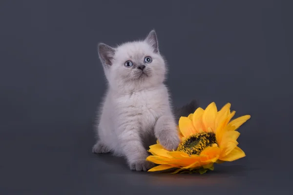 Маленький шотландский котенок на цветном фоне — стоковое фото