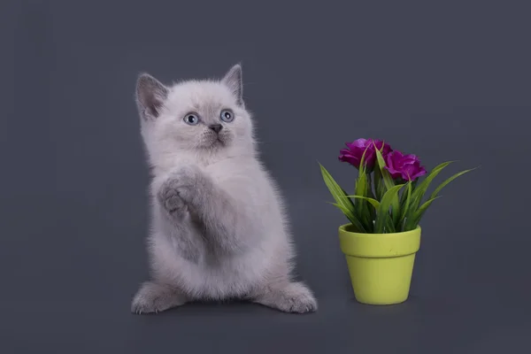 Kleine Scottish Fold kitten op een gekleurde achtergrond — Stockfoto