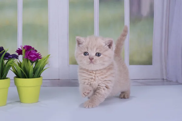 Gatinho britânico jogando contra a janela — Fotografia de Stock