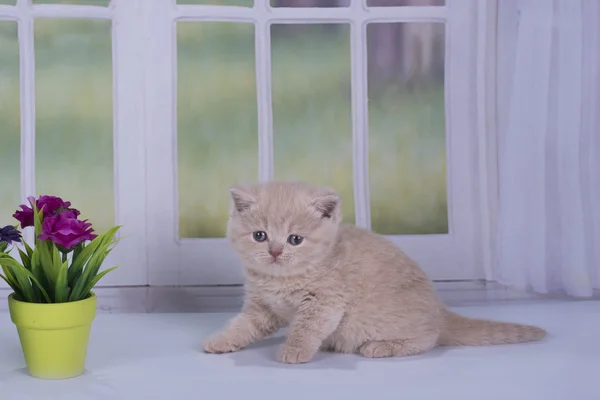 British kitten playing against the window — Stock Photo, Image