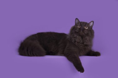 İngiliz longhair kedi çikolata rengi mor backgrou izole