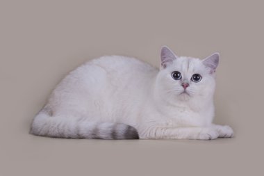 İngiliz kedi gümüş gölgeli izole hafif bir arka plan rengine