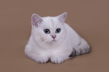 İngiliz kedi renk Gümüş chinchilla üzerinde kahverengi bir backgrou izole