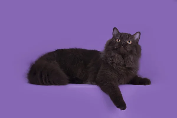Британский длинноволосый кот шоколадный цвет изолирован на фиолетовый backgrou — стоковое фото